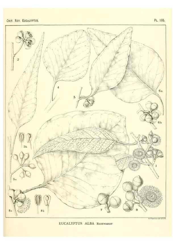 Reproducción/Reproduction 47029665721: A critical revision of the genus Eucalyptus,. Sydney,Gullick,1903-33.. 
