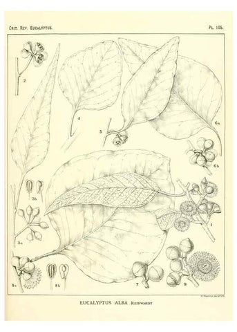 Reproducción/Reproduction 47029665721: A critical revision of the genus Eucalyptus,. Sydney,Gullick,1903-33.. 
