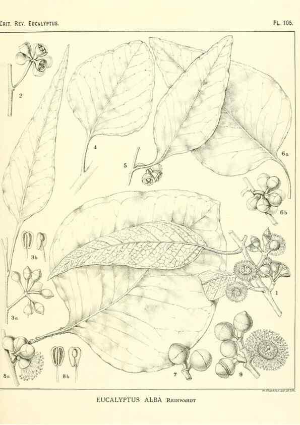 Reproducción/Reproduction 47029665721: A critical revision of the genus Eucalyptus,. Sydney,Gullick,1903-33.. 