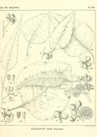 Reproducción/Reproduction 47029665721: A critical revision of the genus Eucalyptus,. Sydney,Gullick,1903-33.. 