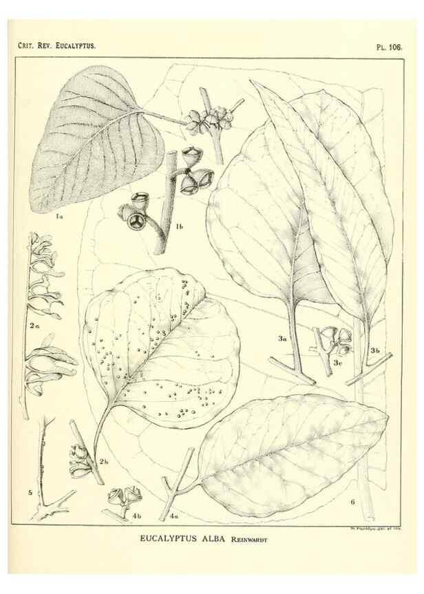 Reproducción/Reproduction 46116117255: A critical revision of the genus Eucalyptus,. Sydney,Gullick,1903-33.. 