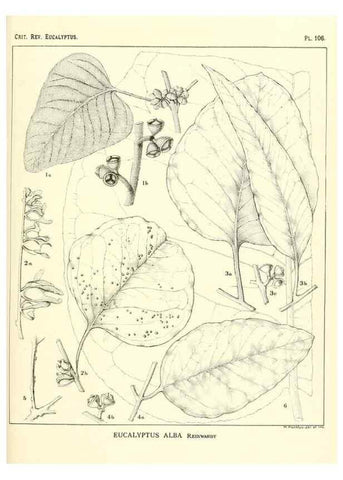 Reproducción/Reproduction 46116117255: A critical revision of the genus Eucalyptus,. Sydney,Gullick,1903-33.. 