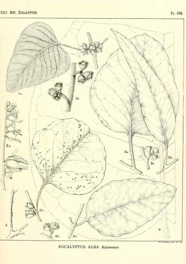 Reproducción/Reproduction 46116117255: A critical revision of the genus Eucalyptus,. Sydney,Gullick,1903-33.. 