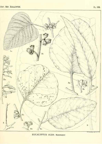 Reproducción/Reproduction 46116117255: A critical revision of the genus Eucalyptus,. Sydney,Gullick,1903-33.. 
