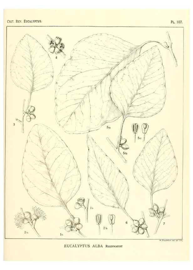 Reproducción/Reproduction 46305762294: A critical revision of the genus Eucalyptus,. Sydney,Gullick,1903-33.. 