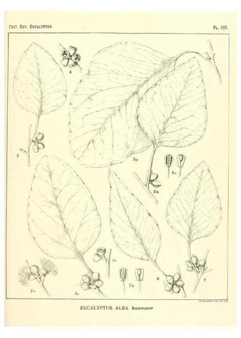 Reproducción/Reproduction 46305762294: A critical revision of the genus Eucalyptus,. Sydney,Gullick,1903-33.. 