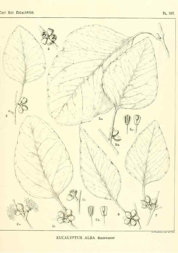 Reproducción/Reproduction 46305762294: A critical revision of the genus Eucalyptus,. Sydney,Gullick,1903-33.. 