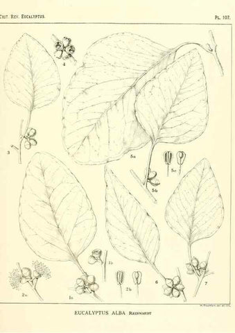 Reproducción/Reproduction 46305762294: A critical revision of the genus Eucalyptus,. Sydney,Gullick,1903-33.. 