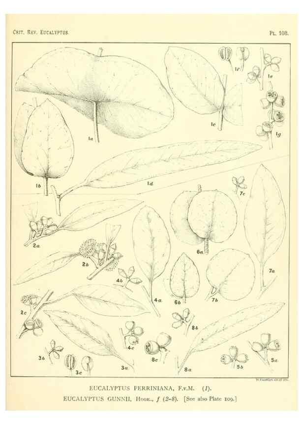 Reproducción/Reproduction 40064971193: A critical revision of the genus Eucalyptus,. Sydney,Gullick,1903-33.. 