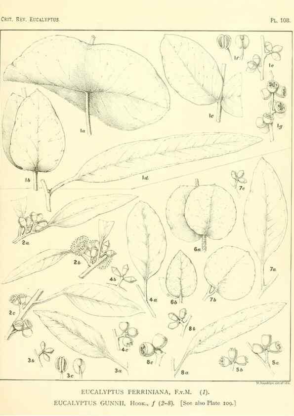 Reproducción/Reproduction 40064971193: A critical revision of the genus Eucalyptus,. Sydney,Gullick,1903-33.. 