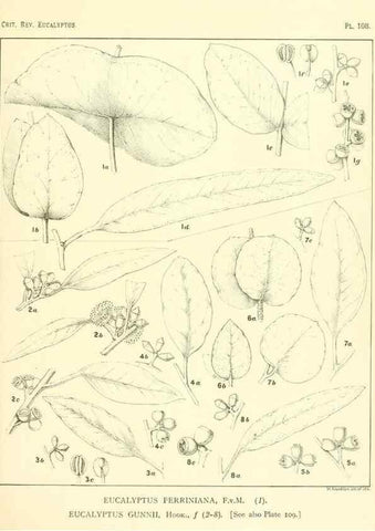 Reproducción/Reproduction 40064971193: A critical revision of the genus Eucalyptus,. Sydney,Gullick,1903-33.. 