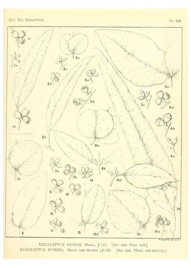 Reproducción/Reproduction 47029667601: A critical revision of the genus Eucalyptus,. Sydney,Gullick,1903-33.. 