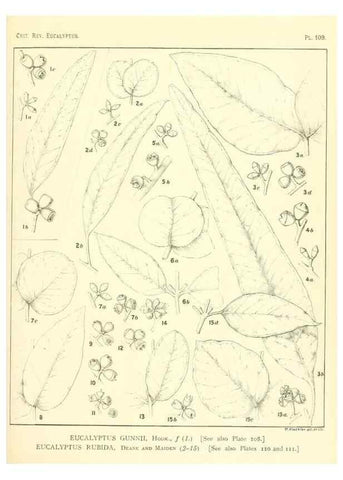 Reproducción/Reproduction 47029667601: A critical revision of the genus Eucalyptus,. Sydney,Gullick,1903-33.. 