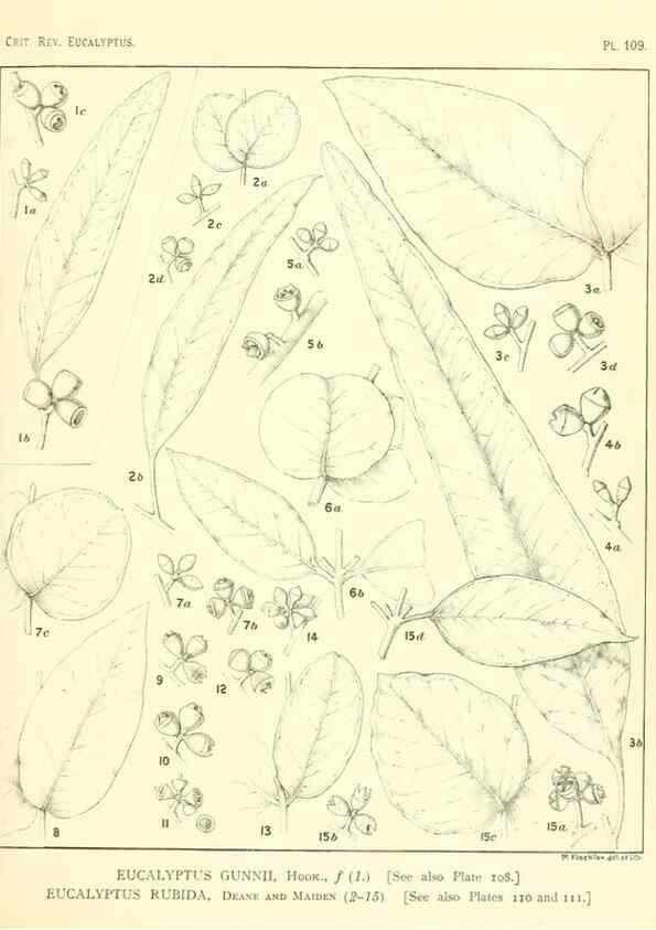 Reproducción/Reproduction 47029667601: A critical revision of the genus Eucalyptus,. Sydney,Gullick,1903-33.. 