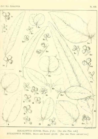 Reproducción/Reproduction 47029667601: A critical revision of the genus Eucalyptus,. Sydney,Gullick,1903-33.. 