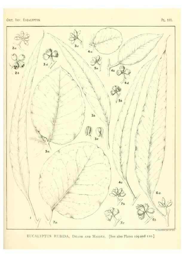 Reproducción/Reproduction 46116120895: A critical revision of the genus Eucalyptus,. Sydney,Gullick,1903-33.. 