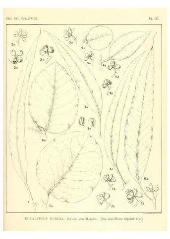 Reproducción/Reproduction 46116120895: A critical revision of the genus Eucalyptus,. Sydney,Gullick,1903-33.. 