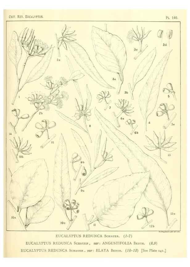 Reproducción/Reproduction 46148560895: A critical revision of the genus Eucalyptus,. Sydney,Gullick,1903-33.. 