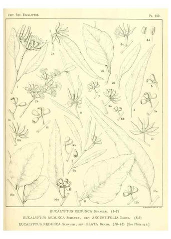 Reproducción/Reproduction 46148560895: A critical revision of the genus Eucalyptus,. Sydney,Gullick,1903-33.. 