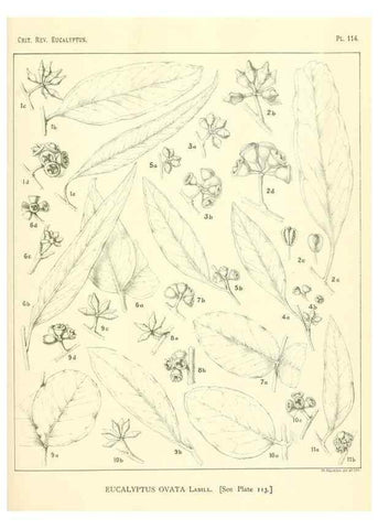 Reproducción/Reproduction 46305767424: A critical revision of the genus Eucalyptus,. Sydney,Gullick,1903-33.. 