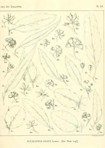 Reproducción/Reproduction 46305767424: A critical revision of the genus Eucalyptus,. Sydney,Gullick,1903-33.. 