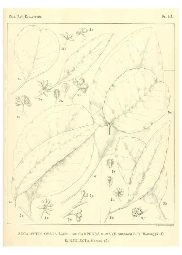 Reproducción/Reproduction 46305768114: A critical revision of the genus Eucalyptus,. Sydney,Gullick,1903-33.. 