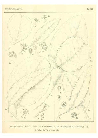 Reproducción/Reproduction 46305768114: A critical revision of the genus Eucalyptus,. Sydney,Gullick,1903-33.. 