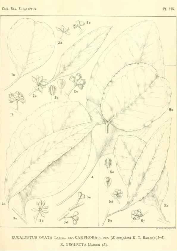 Reproducción/Reproduction 46305768114: A critical revision of the genus Eucalyptus,. Sydney,Gullick,1903-33.. 