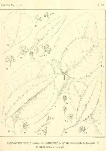 Reproducción/Reproduction 46305768114: A critical revision of the genus Eucalyptus,. Sydney,Gullick,1903-33.. 