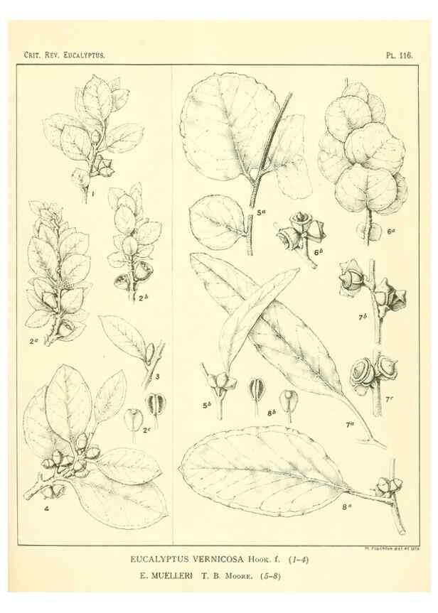 Reproducción/Reproduction 47029670571: A critical revision of the genus Eucalyptus,. Sydney,Gullick,1903-33.. 