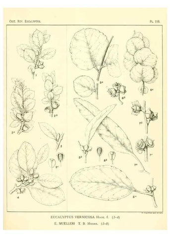 Reproducción/Reproduction 47029670571: A critical revision of the genus Eucalyptus,. Sydney,Gullick,1903-33.. 