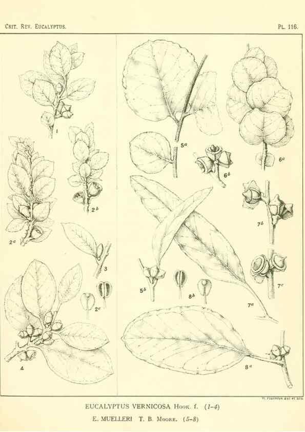 Reproducción/Reproduction 47029670571: A critical revision of the genus Eucalyptus,. Sydney,Gullick,1903-33.. 
