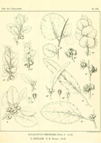 Reproducción/Reproduction 47029670571: A critical revision of the genus Eucalyptus,. Sydney,Gullick,1903-33.. 