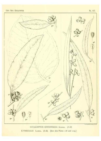 Reproducción/Reproduction 40064977003: A critical revision of the genus Eucalyptus,. Sydney,Gullick,1903-33.. 