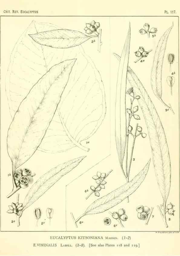Reproducción/Reproduction 40064977003: A critical revision of the genus Eucalyptus,. Sydney,Gullick,1903-33.. 
