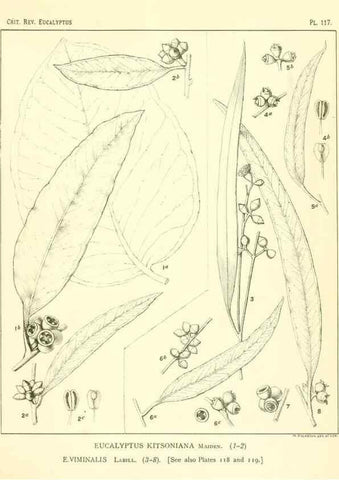 Reproducción/Reproduction 40064977003: A critical revision of the genus Eucalyptus,. Sydney,Gullick,1903-33.. 