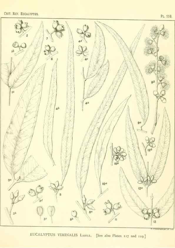 Reproducción/Reproduction 32088265557: A critical revision of the genus Eucalyptus,. Sydney,Gullick,1903-33.. 