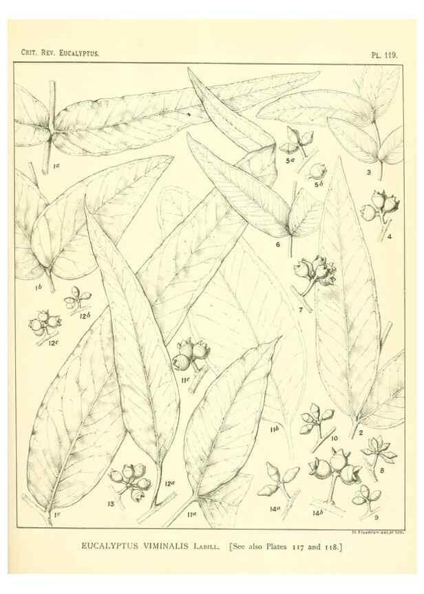 Reproducción/Reproduction 46305771484: A critical revision of the genus Eucalyptus,. Sydney,Gullick,1903-33.. 