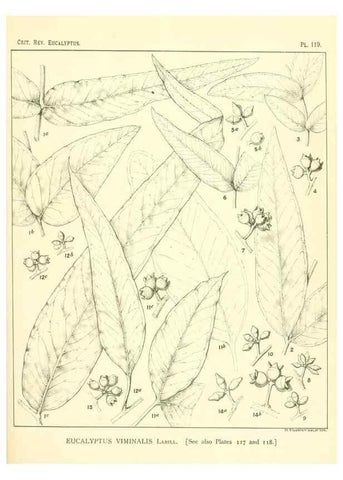 Reproducción/Reproduction 46305771484: A critical revision of the genus Eucalyptus,. Sydney,Gullick,1903-33.. 
