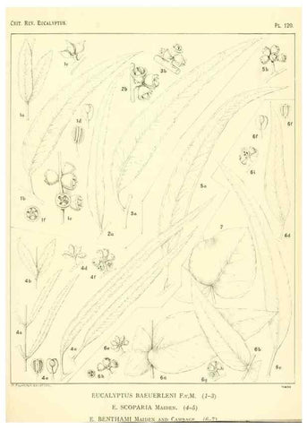 Reproducción/Reproduction 32088267427: A critical revision of the genus Eucalyptus,. Sydney,Gullick,1903-33.. 