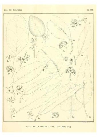 Reproducción/Reproduction 46305766394: A critical revision of the genus Eucalyptus,. Sydney,Gullick,1903-33.. 