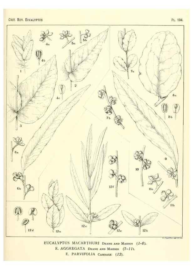 Reproducción/Reproduction 40064968053: A critical revision of the genus Eucalyptus,. Sydney,Gullick,1903-33.. 
