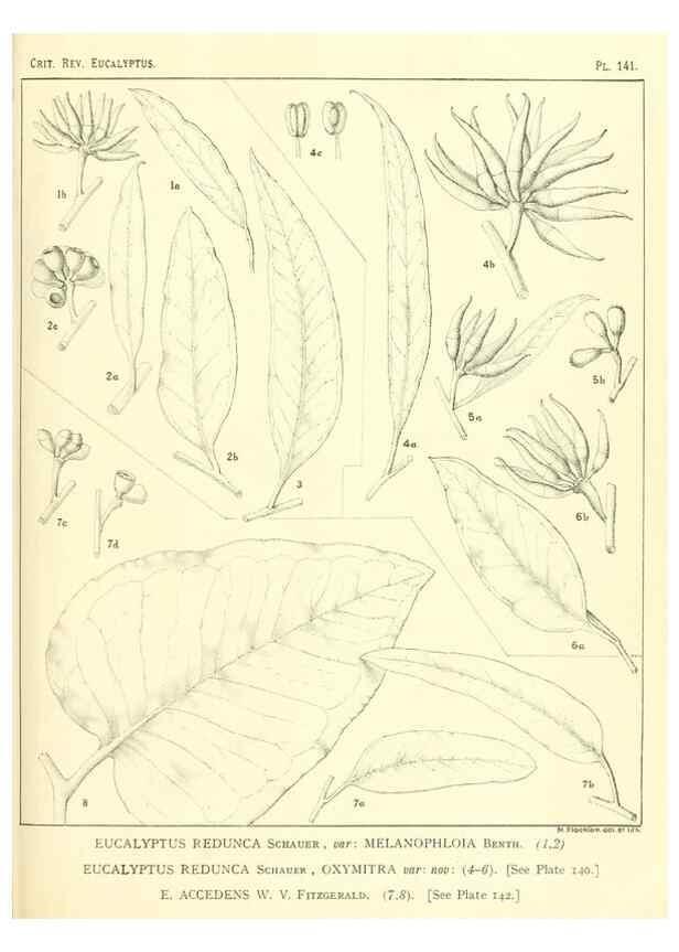 Reproducción/Reproduction 47062295531: A critical revision of the genus Eucalyptus,. Sydney,Gullick,1903-33.. 