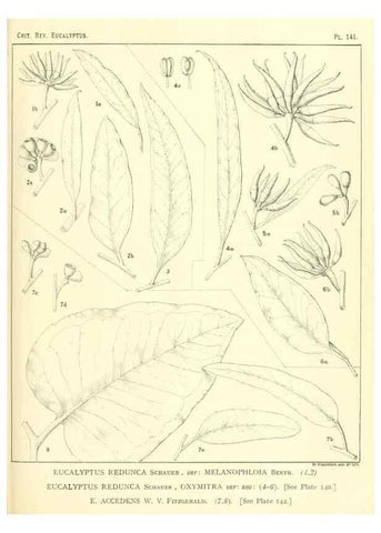 Reproducción/Reproduction 47062295531: A critical revision of the genus Eucalyptus,. Sydney,Gullick,1903-33.. 