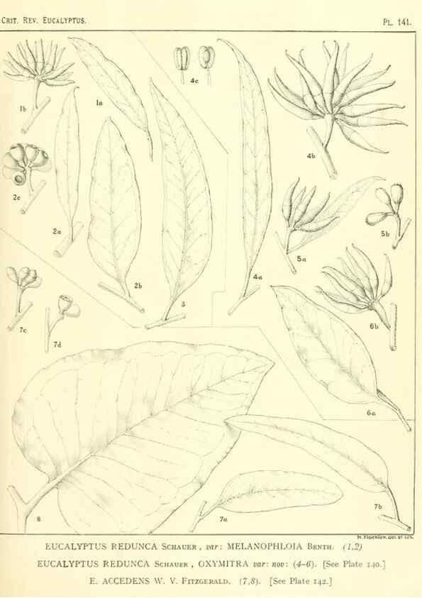 Reproducción/Reproduction 47062295531: A critical revision of the genus Eucalyptus,. Sydney,Gullick,1903-33.. 