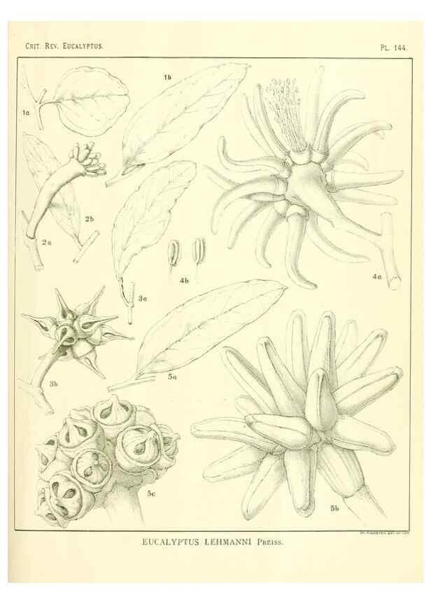 Reproducción/Reproduction 33187074578: A critical revision of the genus Eucalyptus,. Sydney,Gullick,1903-33.. 