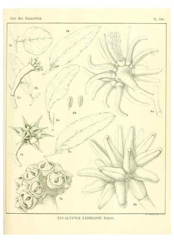 Reproducción/Reproduction 33187074578: A critical revision of the genus Eucalyptus,. Sydney,Gullick,1903-33.. 