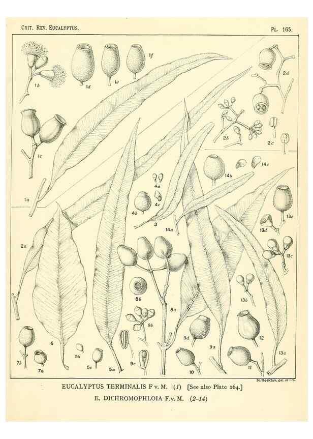Reproducción/Reproduction 32120517787: A critical revision of the genus Eucalyptus,. Sydney,Gullick,1903-33.. 