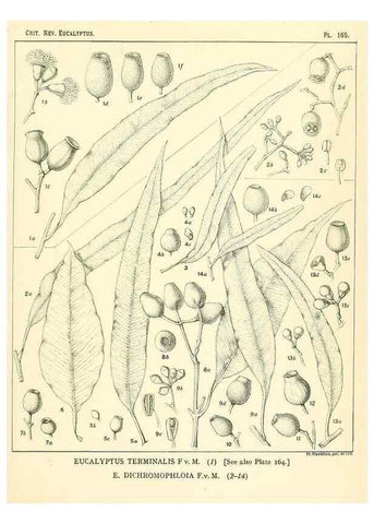 Reproducción/Reproduction 32120517787: A critical revision of the genus Eucalyptus,. Sydney,Gullick,1903-33.. 