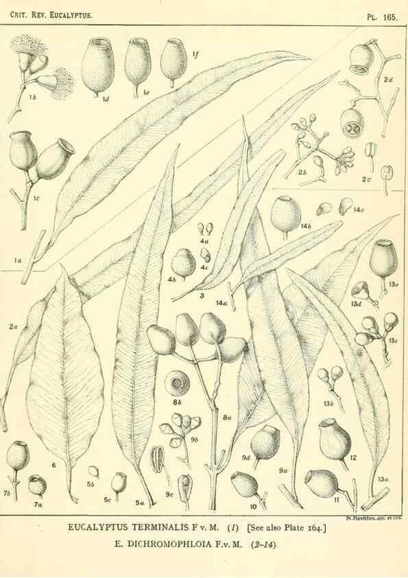 Reproducción/Reproduction 32120517787: A critical revision of the genus Eucalyptus,. Sydney,Gullick,1903-33.. 